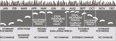 European Chafer Lifecycle